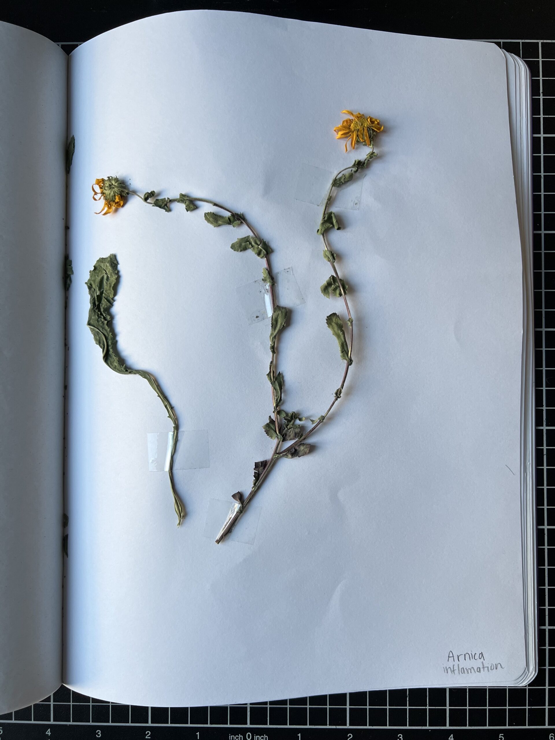 Arnica
